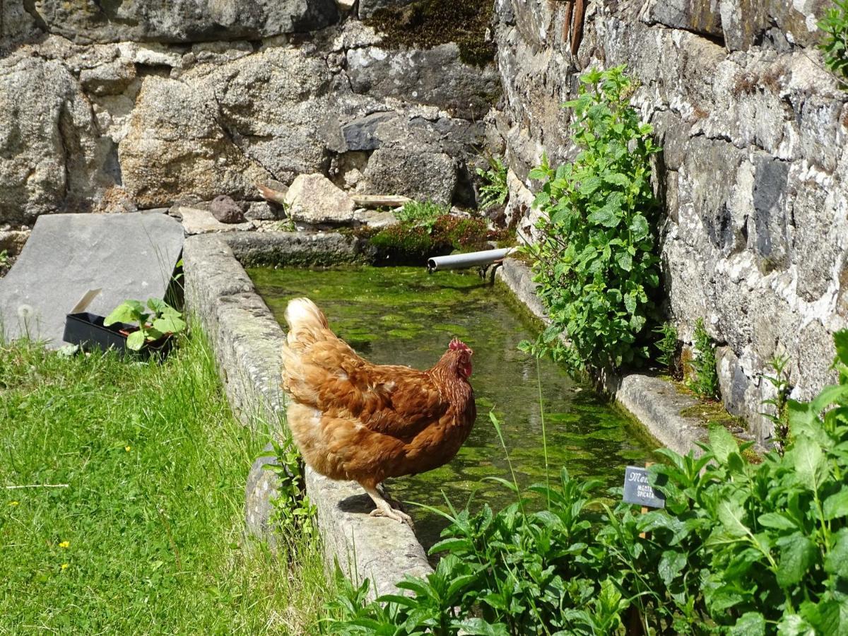 La Ferme De Madelonnet Bed & Breakfast Saint-Jeures Bagian luar foto